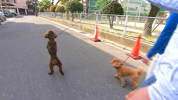 チョコ＆ココ きょうのわんこ 写真4