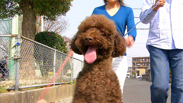 チョコ＆ココ きょうのわんこ 写真5