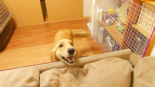 モコ きょうのわんこ 写真1