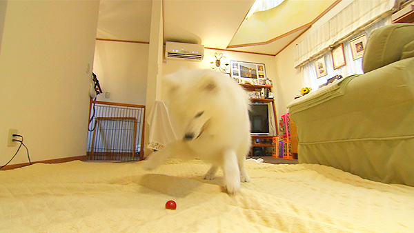 太郎 きょうのわんこ 写真4