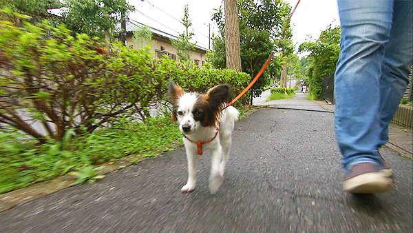 アリス きょうのわんこ 写真1