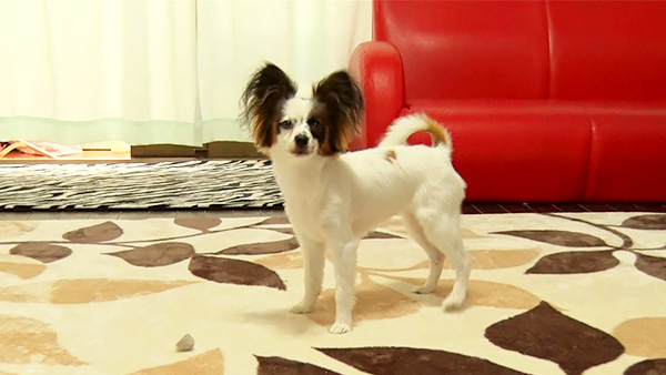 アリス きょうのわんこ 写真4