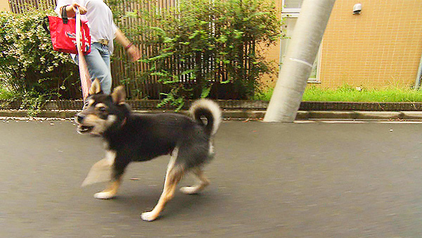 オリバー きょうのわんこ 写真3