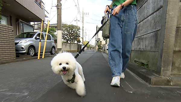 もこ きょうのわんこ 写真1