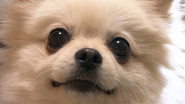 6350 ばん - めざましテレビ｜きょうのわんこ - フジテレビ