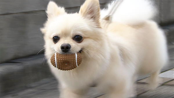 6350 ばん - めざましテレビ｜きょうのわんこ - フジテレビ