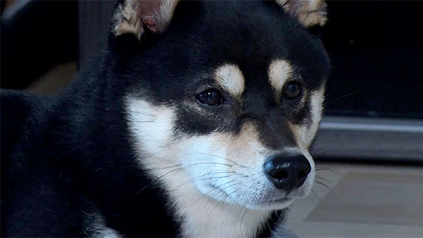 6362 ばん - めざましテレビ｜きょうのわんこ - フジテレビ