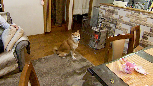 そら きょうのわんこ 写真1