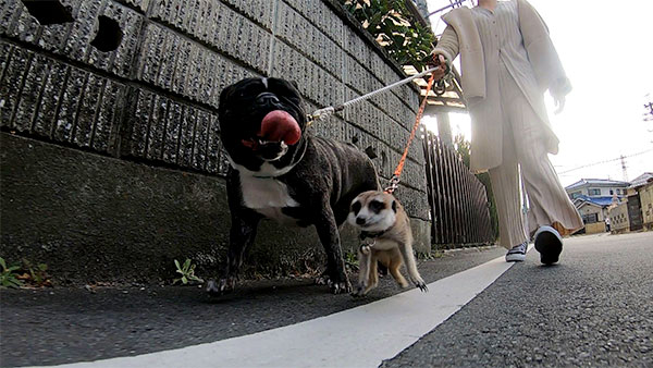 ピザ きょうのわんこ 写真4