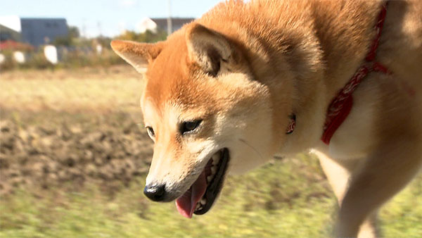 小春 きょうのわんこ 写真1