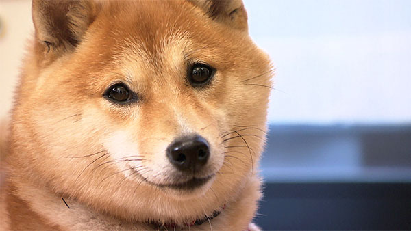 小春 きょうのわんこ 写真2