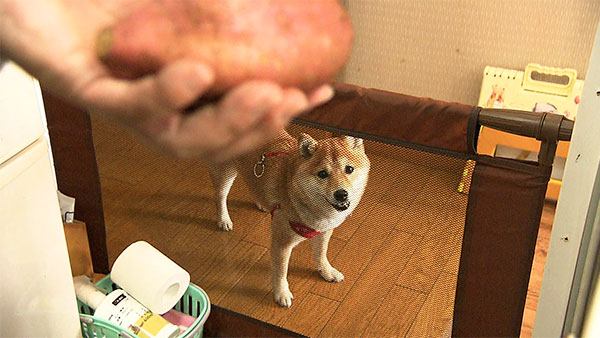 小春 きょうのわんこ 写真3