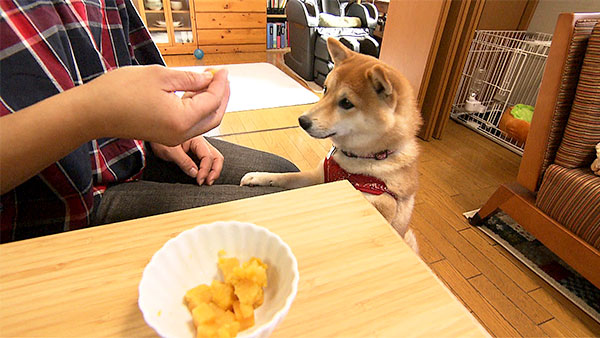 小春 きょうのわんこ 写真4