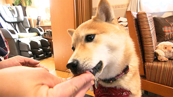 小春 きょうのわんこ 写真5