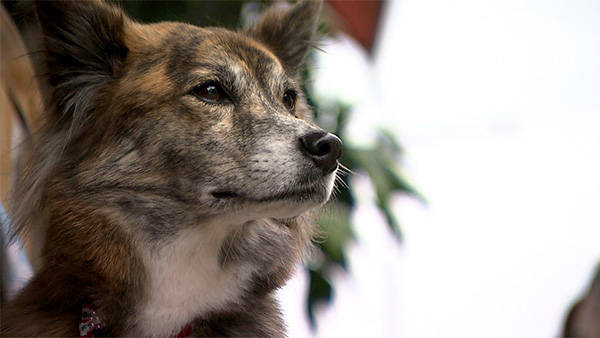 6385 ばん - めざましテレビ｜きょうのわんこ - フジテレビ