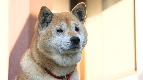 さくら きょうのわんこ 写真1