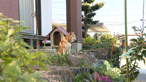 さくら きょうのわんこ 写真2