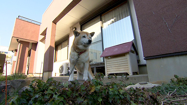 さくら きょうのわんこ 写真3