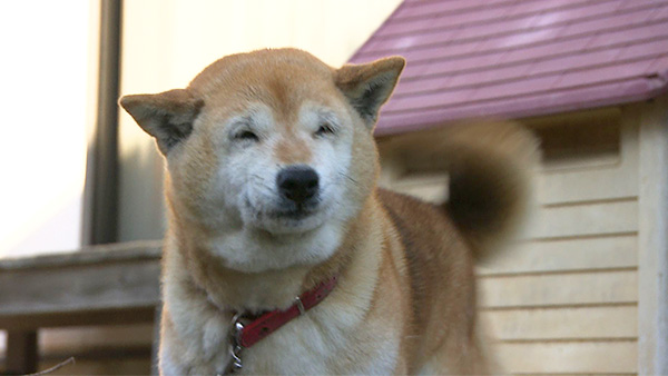 さくら きょうのわんこ 写真5