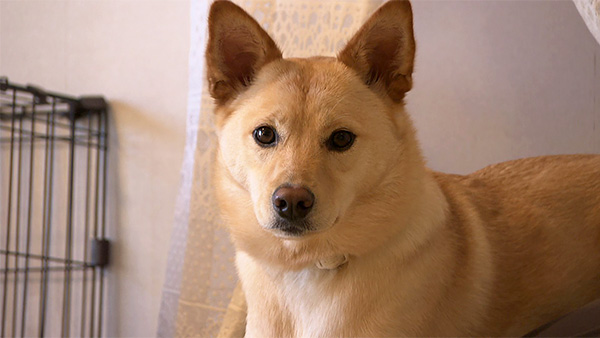 そら きょうのわんこ 写真1