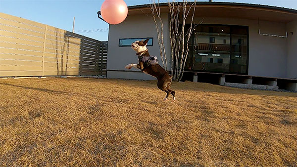 アサリ きょうのわんこ 写真3