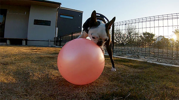 アサリ きょうのわんこ 写真4