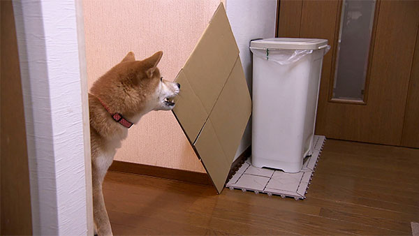 まぐ きょうのわんこ 写真3