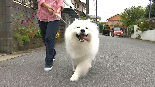 オリバー きょうのわんこ 写真1