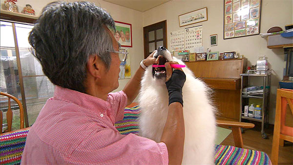 オリバー きょうのわんこ 写真2