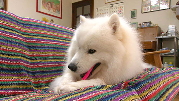 オリバー きょうのわんこ 写真3