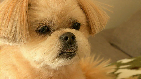 ドロン きょうのわんこ 写真1