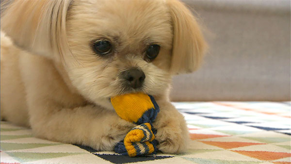 ドロン きょうのわんこ 写真3