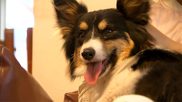 ルンルン きょうのわんこ 写真1