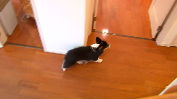 ルンルン きょうのわんこ 写真3