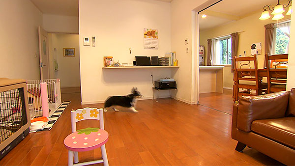 ルンルン きょうのわんこ 写真4