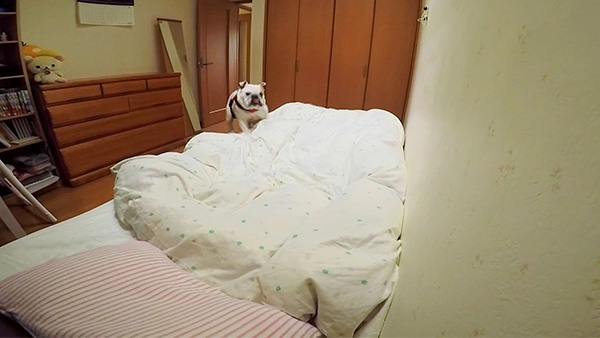 ゆず きょうのわんこ 写真2