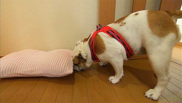 ゆず きょうのわんこ 写真4