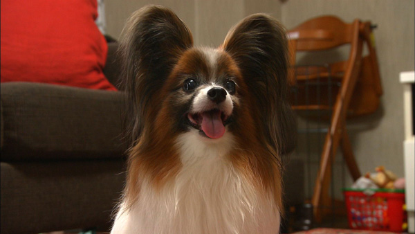 さくたろう きょうのわんこ 写真1