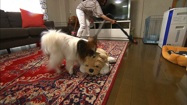 さくたろう きょうのわんこ 写真3