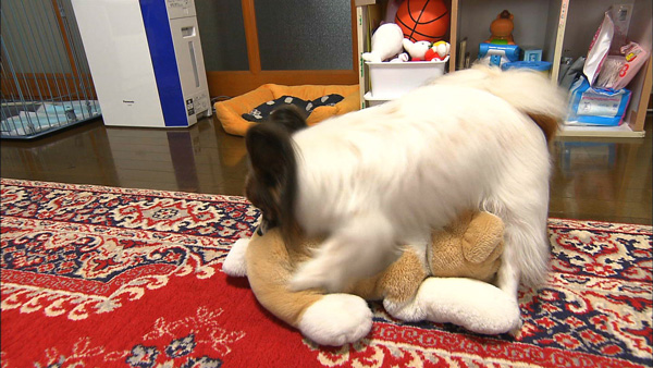 さくたろう きょうのわんこ 写真4