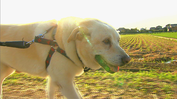 レジェンド 5985 ばん めざましテレビ きょうのわんこ フジテレビ レジェンド 5985 ばん めざましテレビ きょうのわんこ フジテレビ