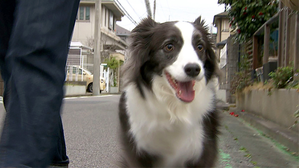 エマ きょうのわんこ 写真1