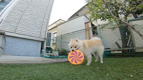 ポン きょうのわんこ 写真5