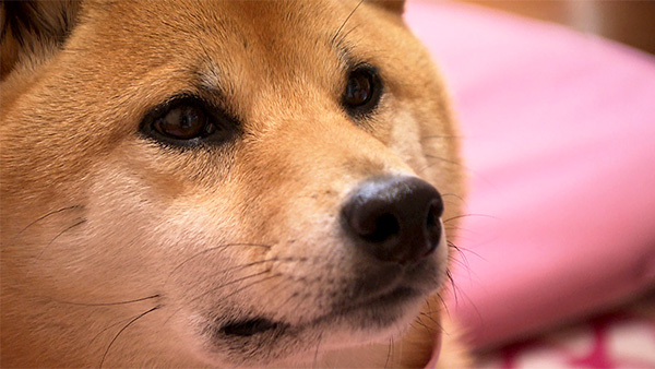 ぶし きょうのわんこ 写真1