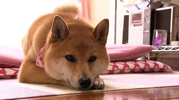 ぶし きょうのわんこ 写真2