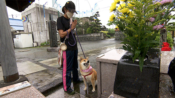 ぶし きょうのわんこ 写真4