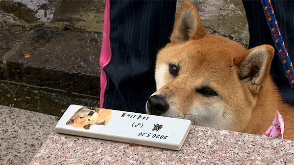 ぶし きょうのわんこ 写真5