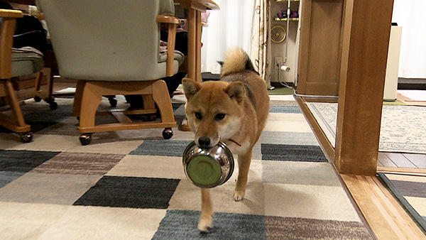 唯 きょうのわんこ 写真3