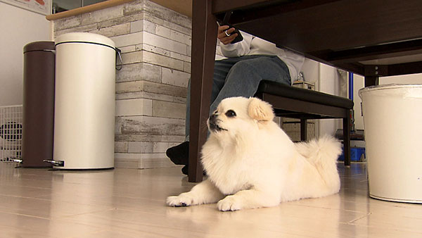 モモ きょうのわんこ 写真2