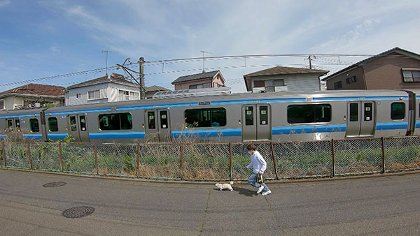 モモ きょうのわんこ 写真5